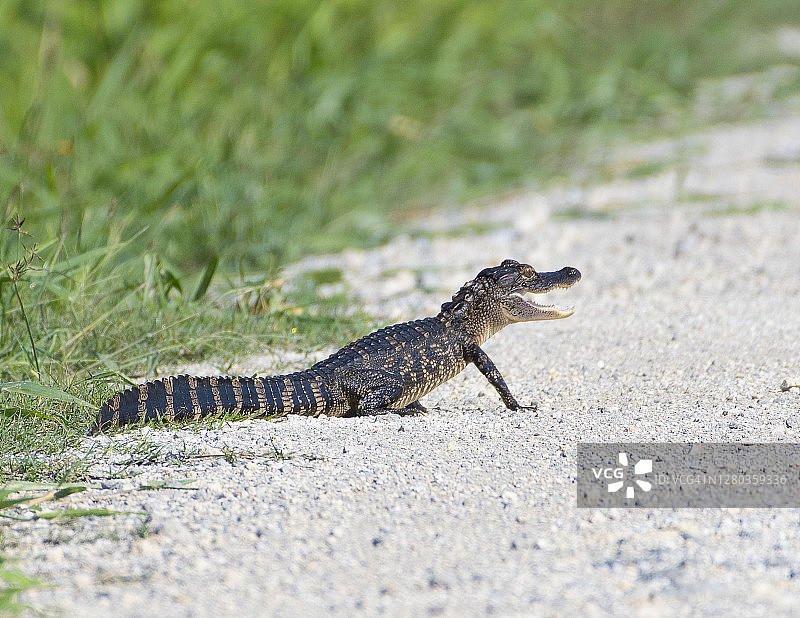 土路上的幼年鳄鱼图片素材