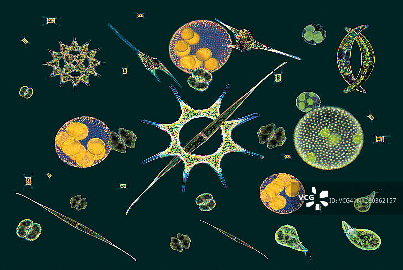 浮游植物图片素材