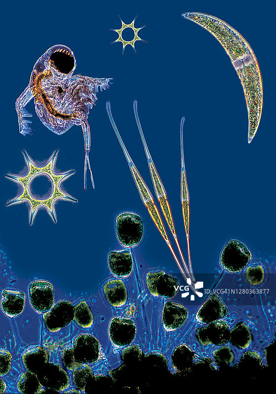 池塘生物群落图片素材