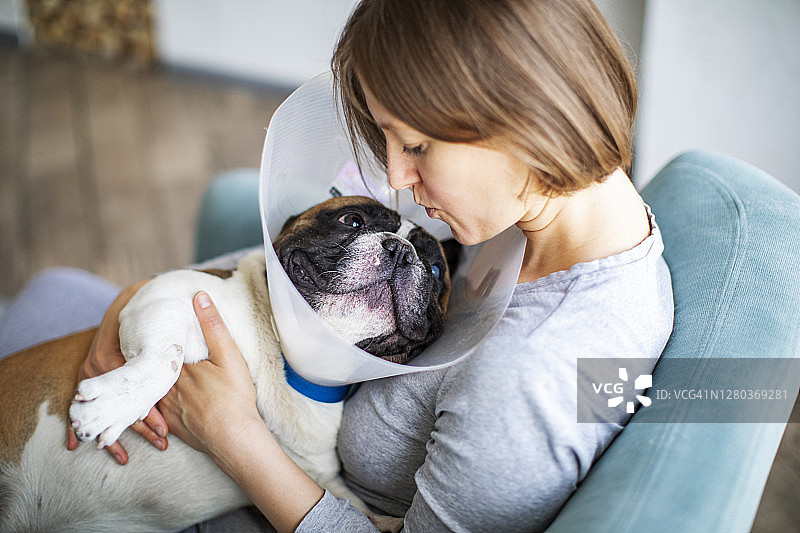 戴着伊丽莎白项圈的老年犬图片素材
