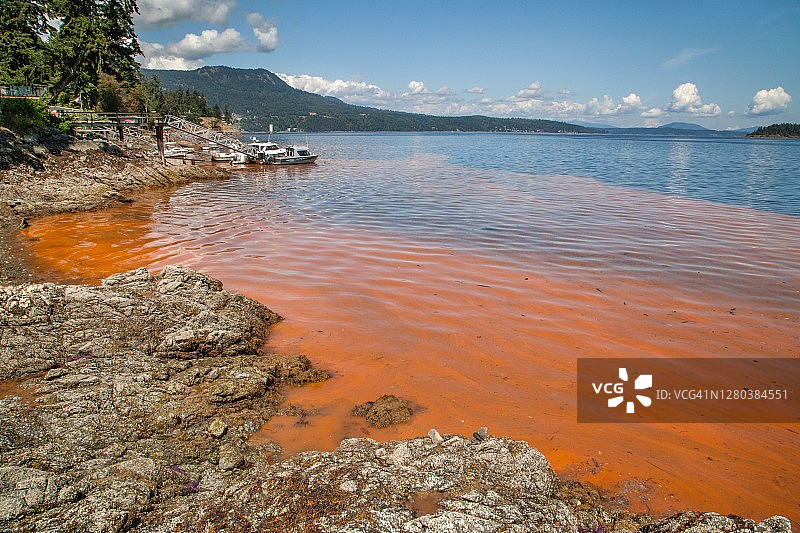 赤潮/藻华图片素材