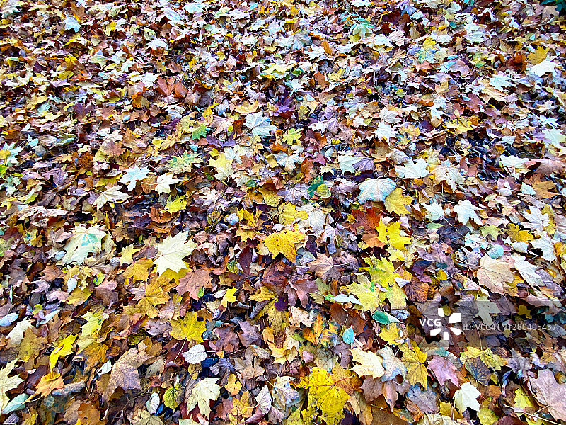 秋季彩色树叶背景图片素材