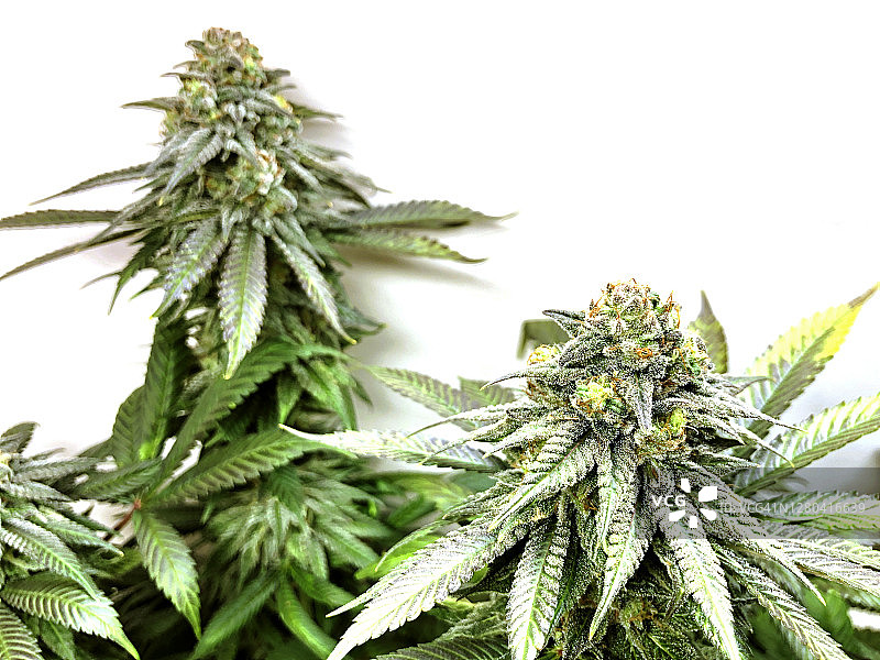 白色背景下分离的大麻可乐芽图片素材
