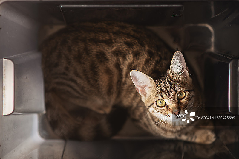 孟加拉猫图片素材