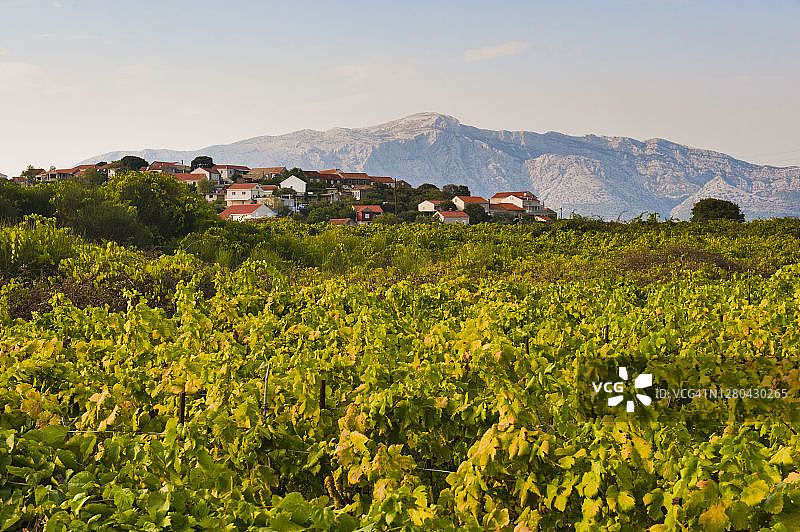 克罗地亚达尔马提亚科尔丘拉岛伦巴达的葡萄园照片图片素材