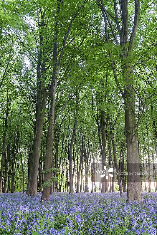 英国牛津郡春季的风铃草林图片素材