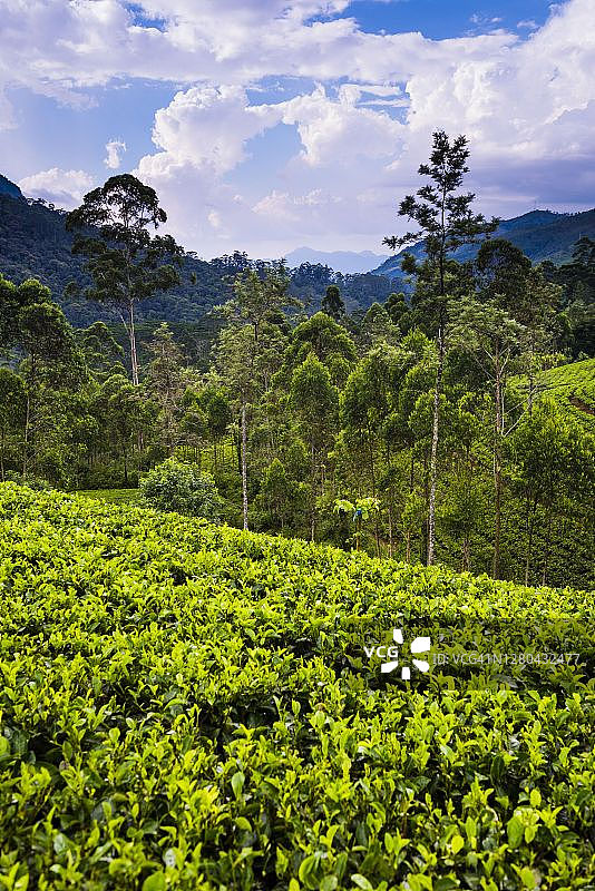 斯里兰卡努瓦拉埃利耶高地茶园图片素材