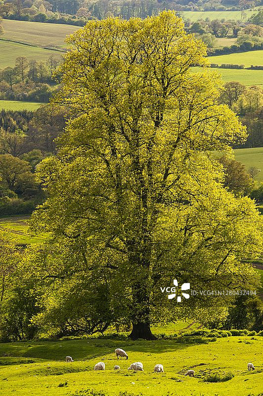 温奇combe，科茨沃尔德，格洛斯特郡的秋树图片素材