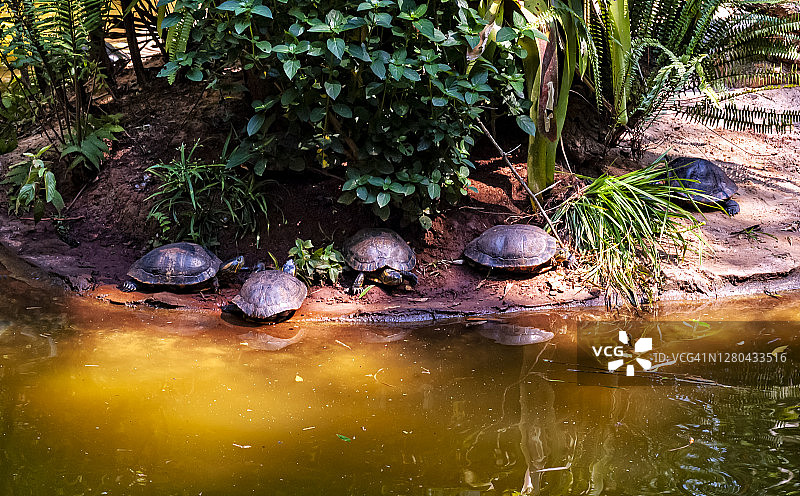 阳光下泛黄的小湖泊图片素材