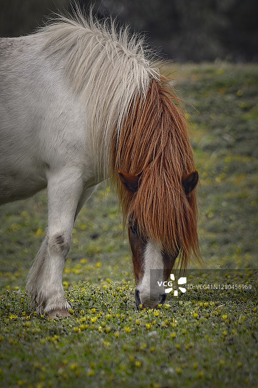 白栗色小马吃草图片素材