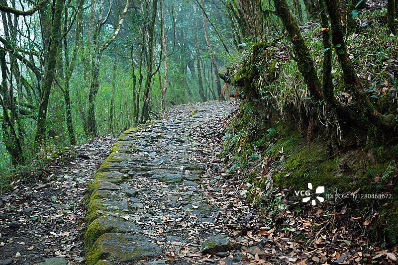 前往桑达克普的森林徒步路线，美丽的丘陵，2018年4月10日，目的地大吉岭，西孟加拉邦，印度图片素材