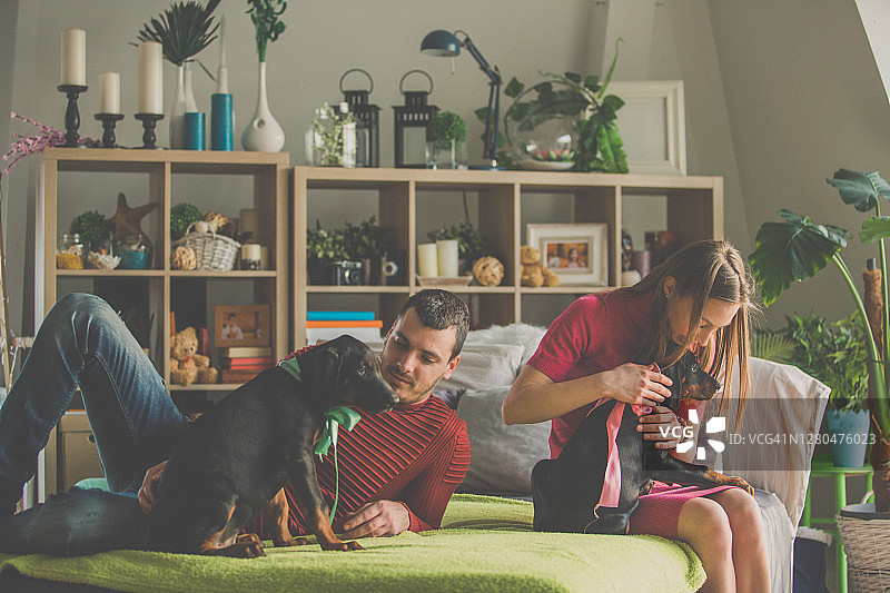 年轻情侣在床上放松，与杜宾犬幼犬拥抱图片素材