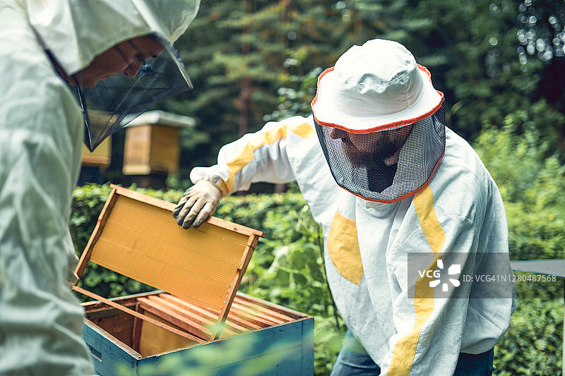 专业养蜂人清理蜂箱图片素材