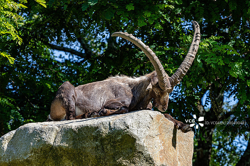 法国奥克西塔尼比利牛斯山区的岩石上休息的野山羊图片素材