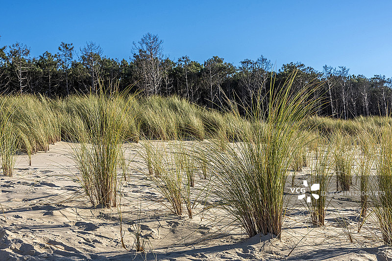 法国吉伦特省阿尔卡雄盆地拉拉古内海滩，海滩草地防止海岸侵蚀图片素材