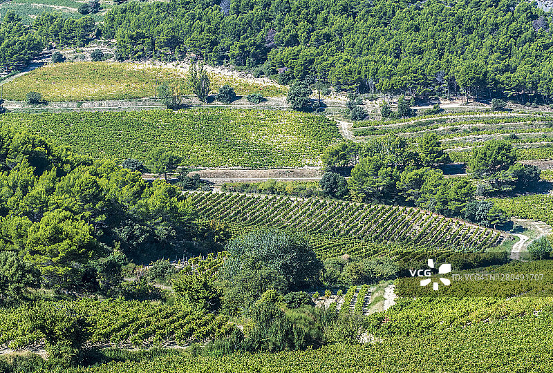法国普罗旺斯沃克吕兹：蒙米拉伊花边山，葡萄园景观图片素材