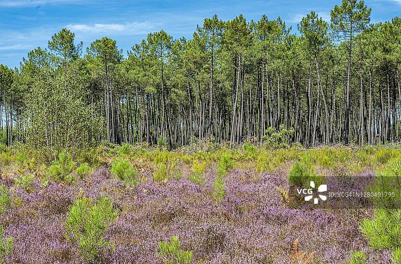 法国吉伦特省奥特朗德吉伦丁地区，霍斯滕斯，石南花盛开，加特莫尔泻湖敏感自然保护区的松树和蕨类植物图片素材