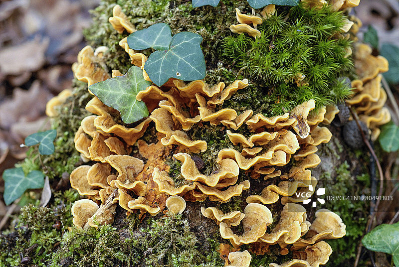 法国吉伦特省上朗德吉伦丁地区橡树树干上的附生植物图片素材