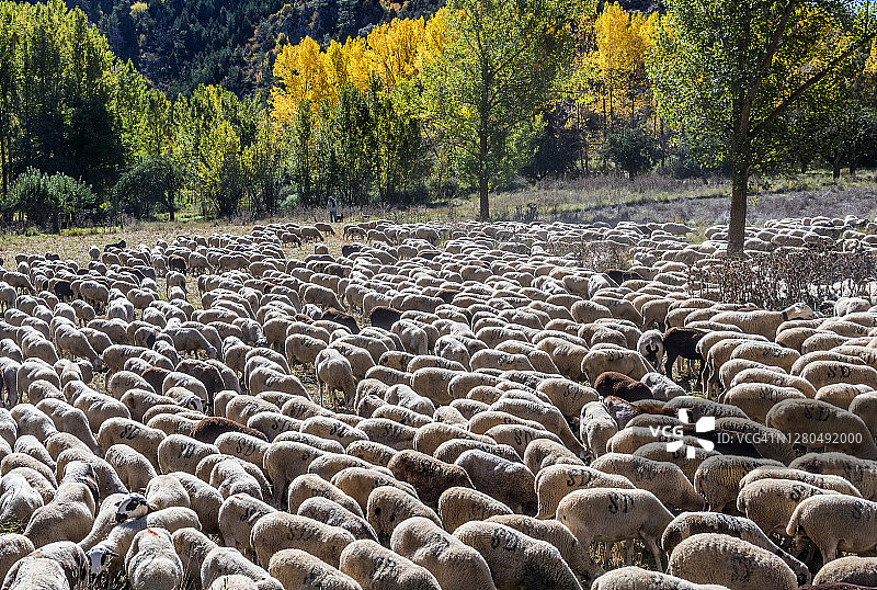 西班牙阿拉贡自治区特鲁埃尔省阿尔瓦拉辛山脉地区的羊群图片素材