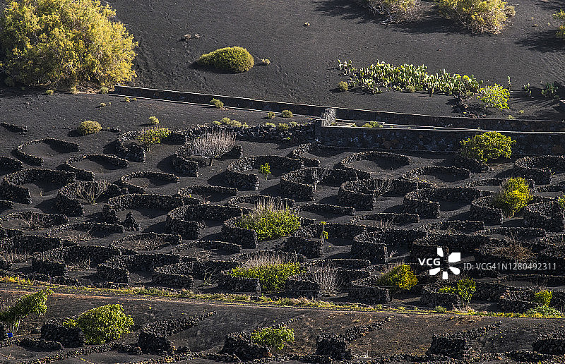 西班牙加那利群岛兰萨罗特岛格里亚火山谷的葡萄栽培图片素材