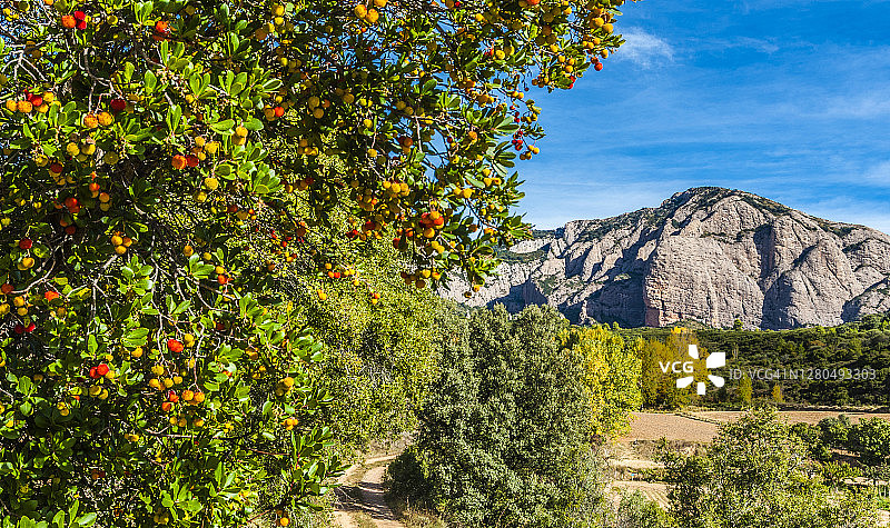 西班牙阿拉贡，阿圭罗附近的乡村和杨梅树图片素材