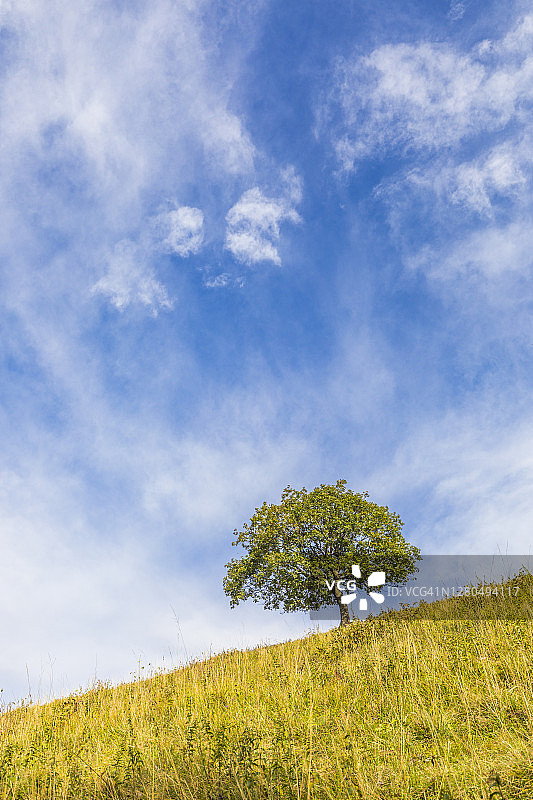 科莫省和莱科省之间的科尔尼佐洛山坡上的绿树（意大利伦巴第）图片素材