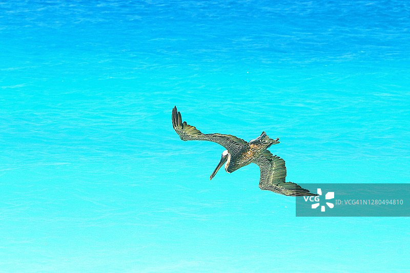 荷属安的列斯群岛博内尔岛的鹈鹕图片素材