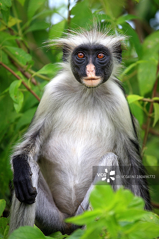坦桑尼亚桑给巴尔（翁古贾岛）乔扎尼森林，疣猴图片素材