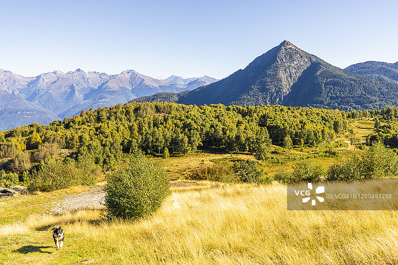 在意大利伦巴第莱科省卡马焦雷绿色草地上奔跑的澳大利亚牧羊犬图片素材