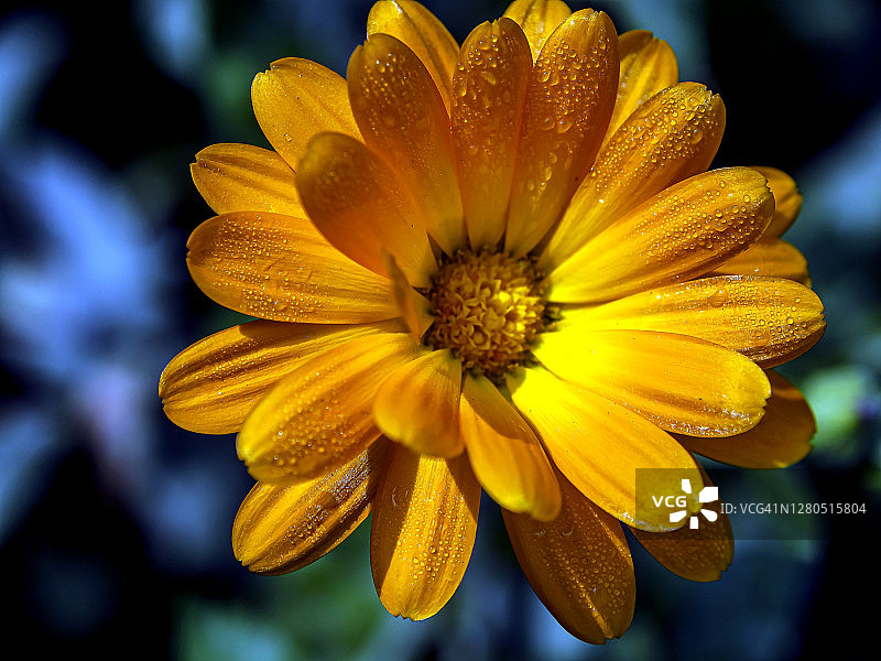 花瓣上带有小露珠的金盏花，微距，窄聚焦区域图片素材