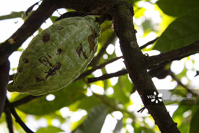 水果，多哥图片素材