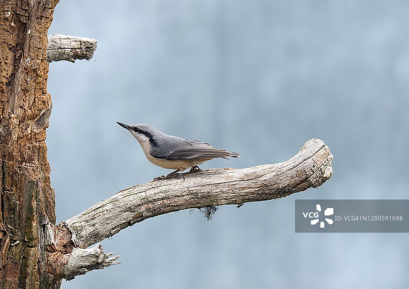 栖息在树枝上的小鸟图片素材