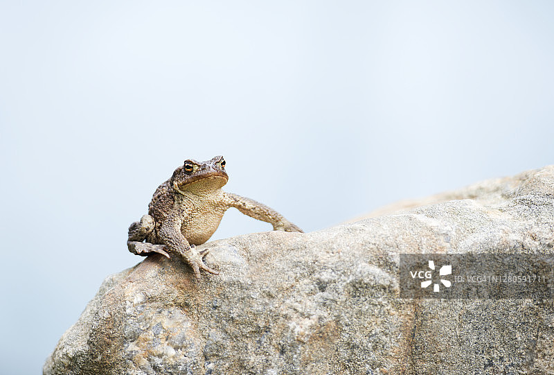 蟾蜍景观图片素材