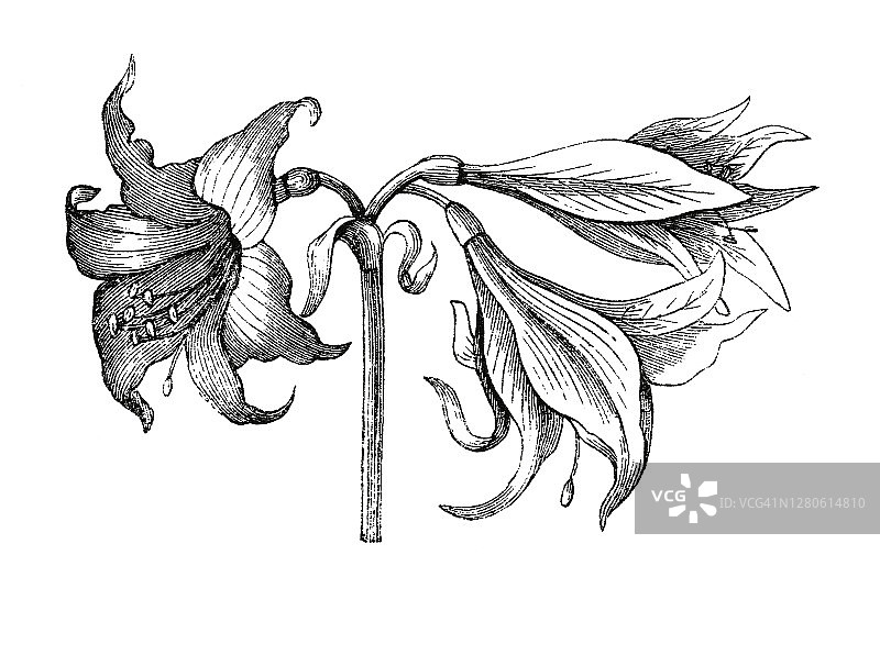 老刻的孤挺花插图图片素材