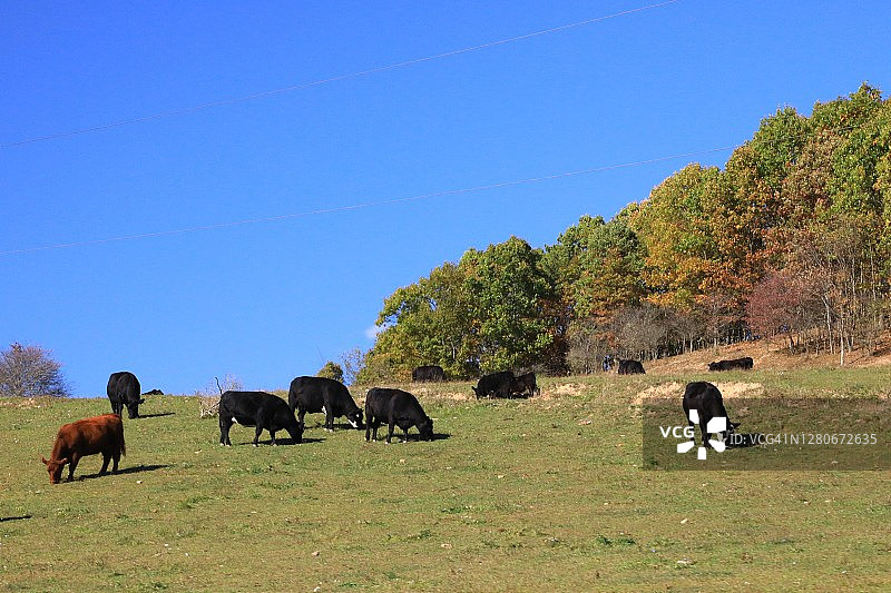 山坡上吃草的牛群图片素材