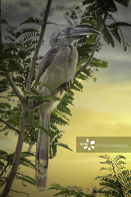 印度灰犀鸟图片素材