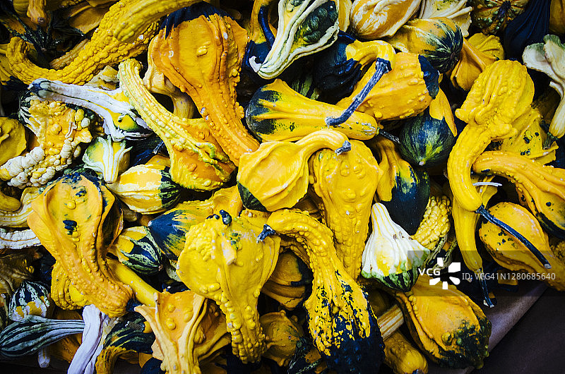 一箱凹凸不平的黄色葫芦，新鲜收获的南瓜背景俯视图图片素材