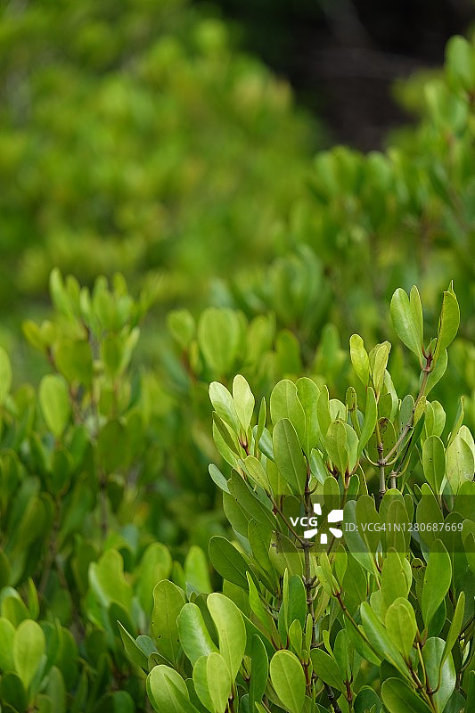 红树林，内含红心图片素材