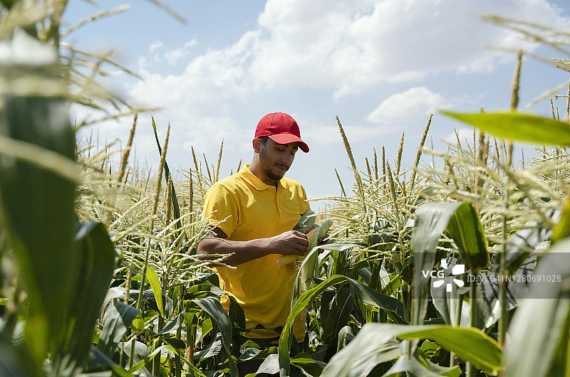 年轻农民在农场检查玉米植株图片素材
