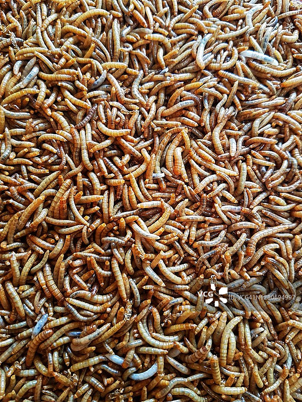 毛毛虫特写镜头图片素材