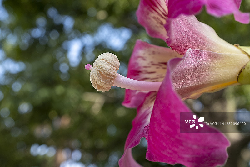 趣味植物学：花卉图片素材