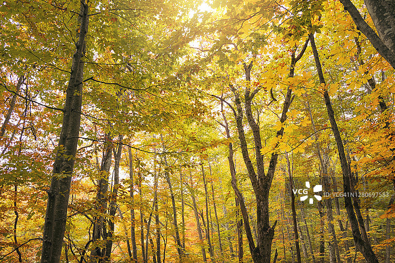青森县的秋季淡黄色树林景观图片素材