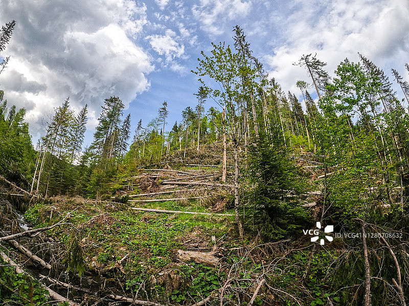 罗马尼亚卡利马尼山区暴风雨后倒下的针叶林树木图片素材