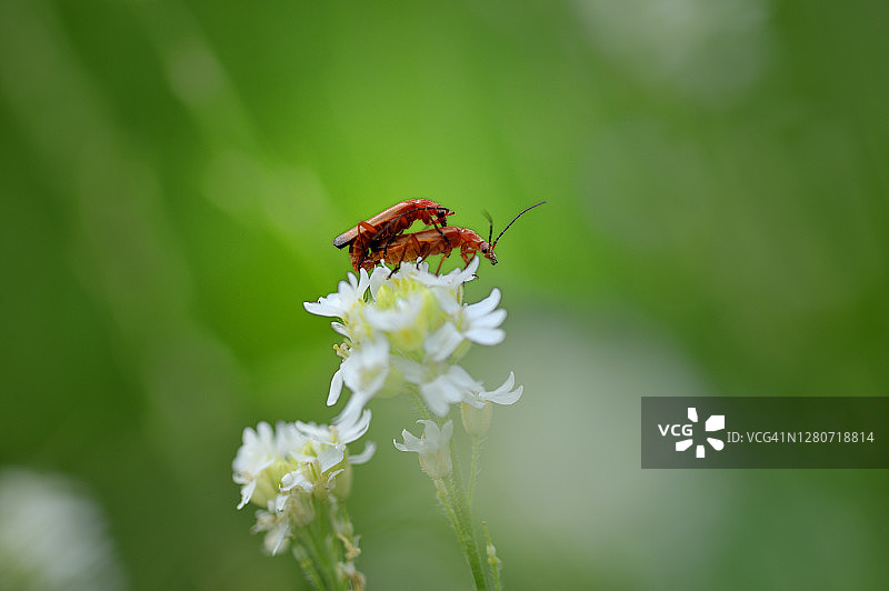 交配时的软虫图片素材