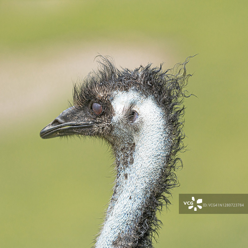 鸸鹋头部及其闭合在眼睛上的瞬膜特写图片素材