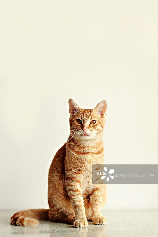 姜黄色小猫图片素材