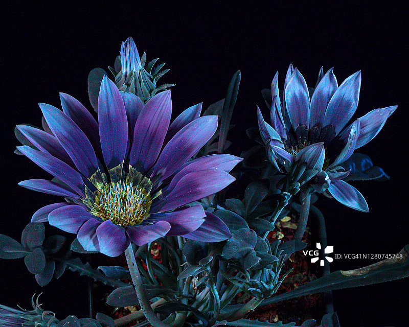 非洲万寿菊图片素材