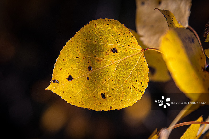 背光下的白杨树叶图片素材