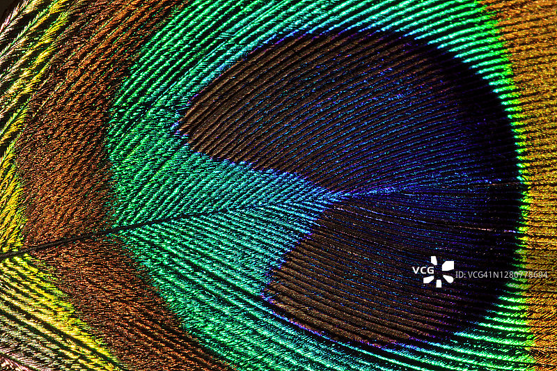 色彩鲜艳的孔雀尾羽细节特写#02图片素材