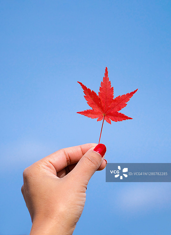 阳光下女人手中的红叶，秋意浓，手持红叶特写，公园里的枫叶图片素材